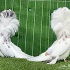 جاكوبين ( تم البيع )