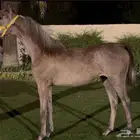 خيل عربي اصيل