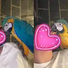 ببغاء مكاو للبيع