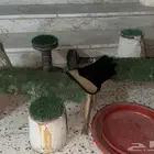 اغراض طيور