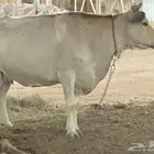 بقره لقاح