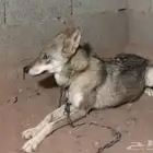 ذيب للبيع ذكر