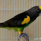 لعشاق النوادر فروخ ببغاء ماير