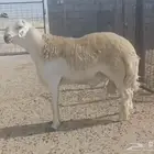 كبش خروف حري صنف الصنف من النوادر