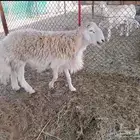 طلي فحل سديس مشروط