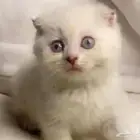 قطط قط سكوتش فولد للبيع