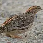 سماني سمان البري