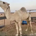 لبيع بعير