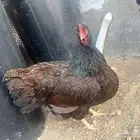 اعرض لكم صوص دجاج هولندي بارنفيلدر النادر