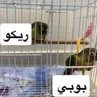 كنيور