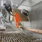 للبيع ذكور كروان