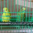 طيور الحب