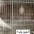 جوز كروان