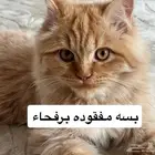 مكافاءة ماليه بمبلغ 1000 ريال لمن يجدها   جزاكم الله خير