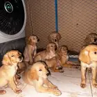 كلب جولدين ريتريفر