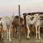 للبيع حشو