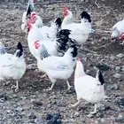 دجاج فرنسي كولمبي وبشاير البيع جملة