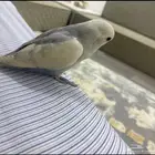 روز أليف هدد دخلي