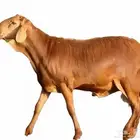 ذبايح سوواكني باسعار مميزه
