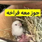 روز للبيع