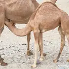 قعود للبيع العمر 7 شهور