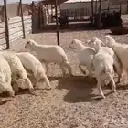 طليان حري جبره ذبائح
