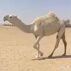 بكره وضحى كفو
