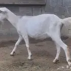 ماعز سانين