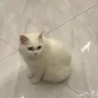 قطه النوع شيرازيه عمرها سنه ونص