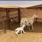 خلفات نجد تم البييع