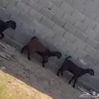جفار