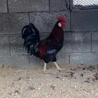 ديك فاخر هجين