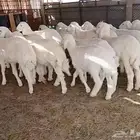 بهم حري صنف عفيف الدوادمي الجمش