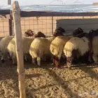 خرفان نعيم تم البيع