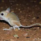 مطلوب جربوع للبيع