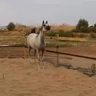 فرس شعبيه عمر 3 سنوات
