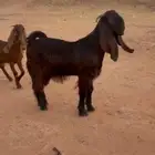 جفار قبرصي طيبه