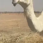 ثلاث عشاير ولقحه