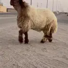 جدع نعيمي صنف فاخر للبيع