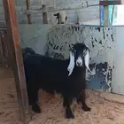 عنز عارضيه صنف و جرم و توها شاقه رباع