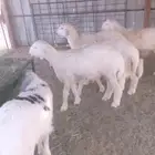 ذبايح خرفان