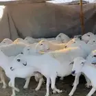 غنم ضان دفيع وقرايب بتولد العدد 30 راس بفحلها تحتها 2