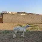 غنم كفو للبيع