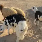 للبيع طليان جذعان