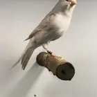 ذكر كناري ستنايت سوبر (( تم البيع ))