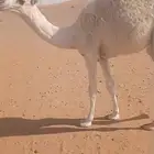 حاشي