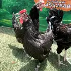 الدجاج الامريكي العملاق جيرسي. منتج . بشاير . صوص