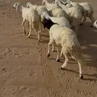 للبيع طليان سواكن مرابي خمسه شهور طيب