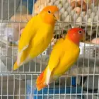 روز ابلاين