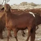 سواكني حمري